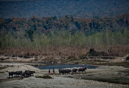 Water buffalo and two children can be seen in a forested landscape next to a body of water