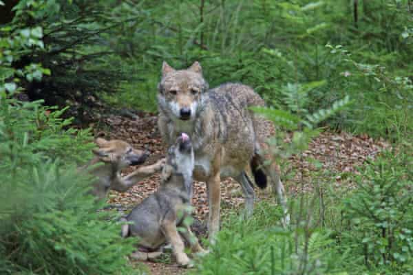 Harmless Or Vicious Hunter The Uneasy Return Of Europe S Wolves