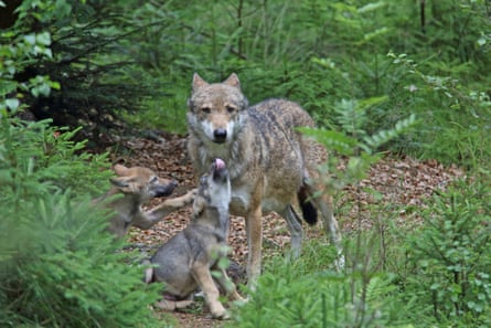 A wolf and cubs