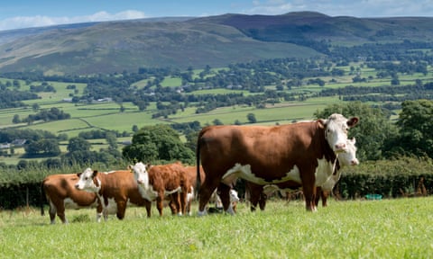 A herd of hereford cattle in a field of grass