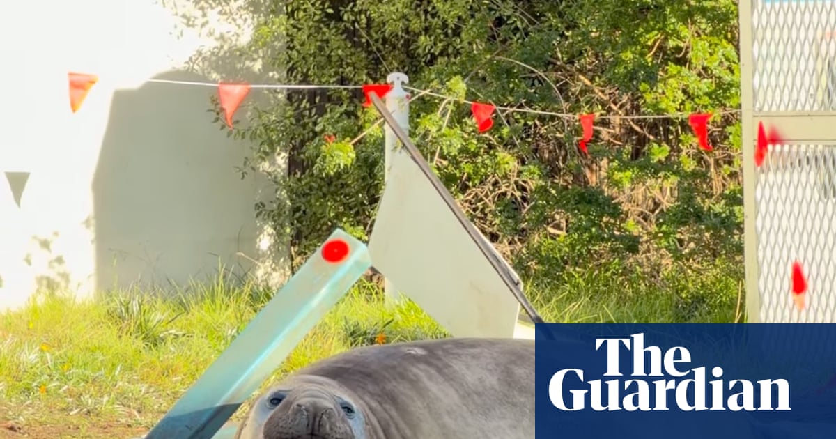 A 1,000kg mammal is wreaking havoc in Tasmania – and Neil the seal is loved for it