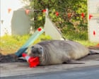 Neil the seal wreaks beautiful havoc in southern Tasmania – video