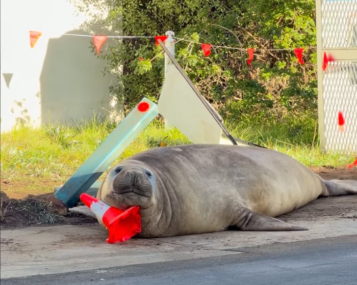 Neil the seal wreaks beautiful havoc in southern Tasmania – video