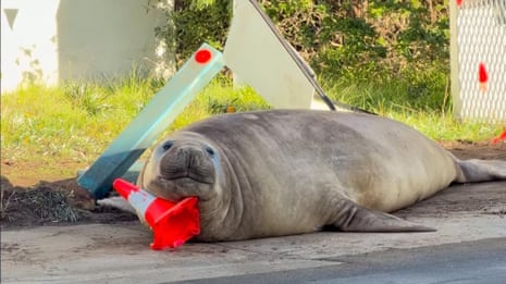 Tasmanians warned of ‘loving Neil to death’ as 1,000kg seal’s antics feed ‘double-edged sword’ of fame Tasmanians warned of ‘loving Neil to death’ as 1,000kg seal’s antics feed ‘double-edged sword’ of fame