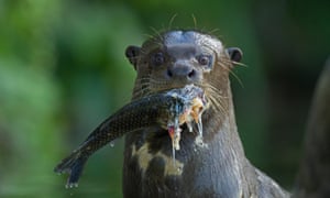 A giant otter.