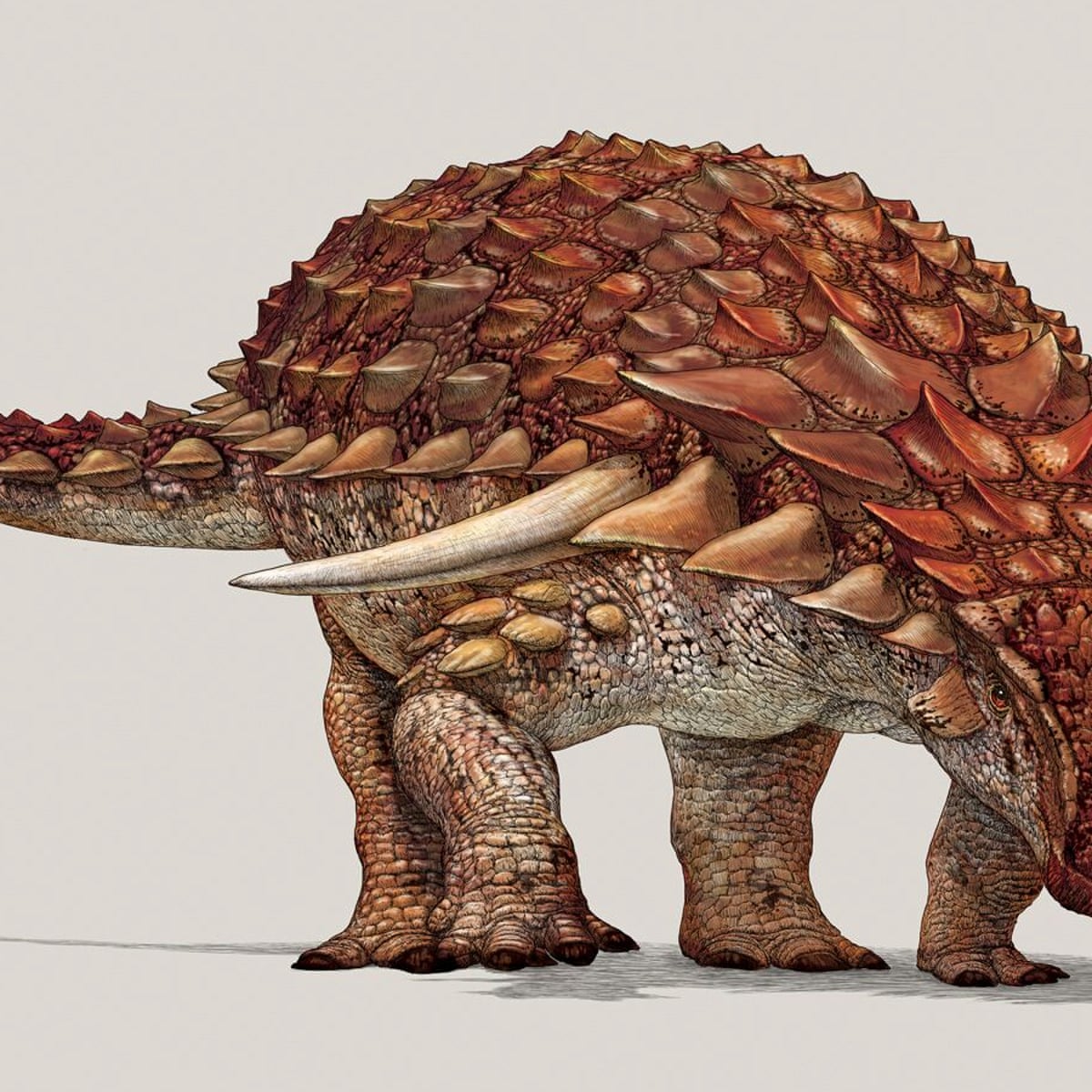 Heavily Armoured Dinosaur Had Ginger Camouflage To Deter Predators Study Dinosaurs The Guardian Heavily Armoured Dinosaur Had Ginger Camouflage To Deter Predators Study Dinosaurs The Guardian