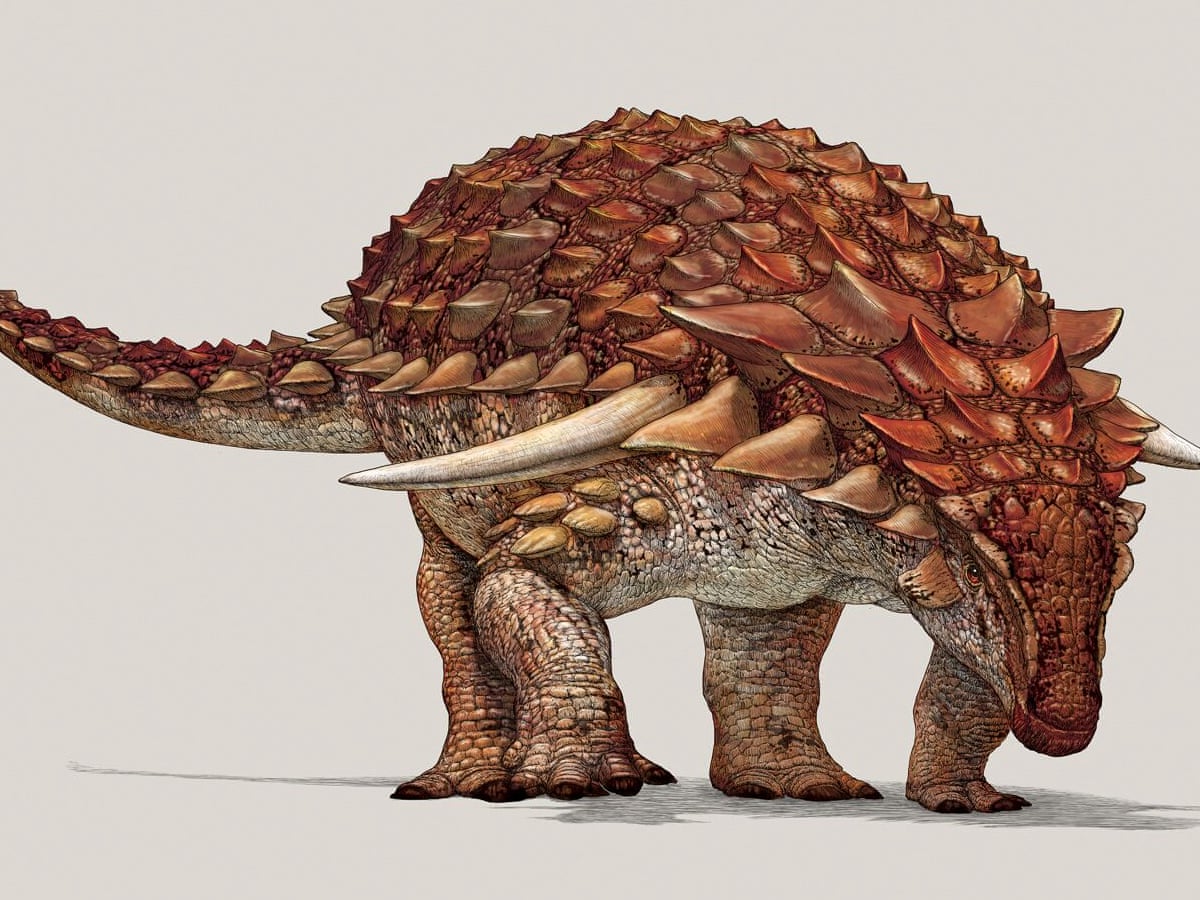 Heavily Armoured Dinosaur Had Ginger Camouflage To Deter Predators Study Dinosaurs The Guardian Heavily Armoured Dinosaur Had Ginger Camouflage To Deter Predators Study Dinosaurs The Guardian