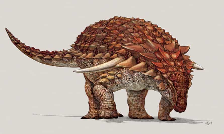 Download Heavily Armoured Dinosaur Had Ginger Camouflage To Deter Predators Study Dinosaurs The Guardian