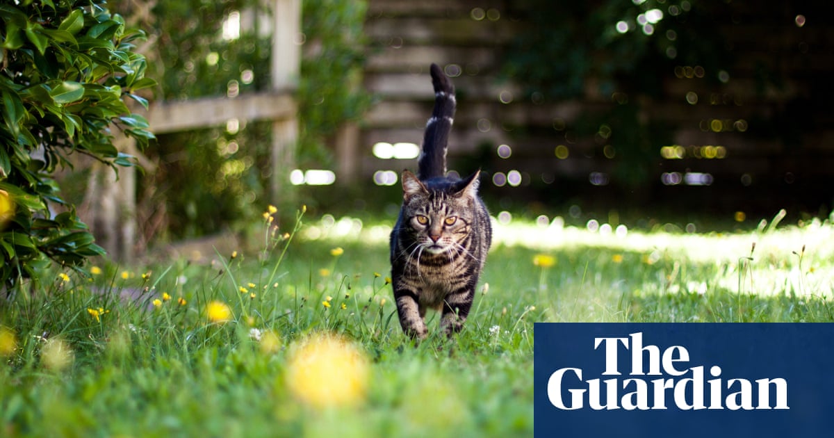 New Zealand’s cats are decimating native wildlife – should they be treated as pests?