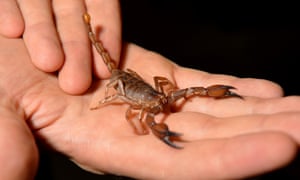 (
Scorpion on a train delays London to Edinburgh journey
)