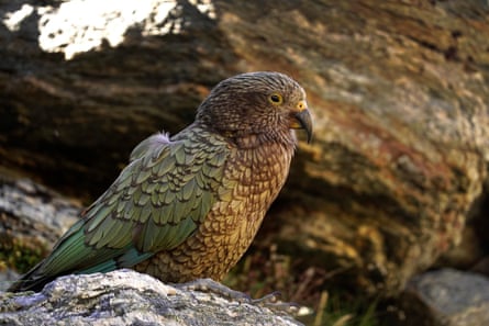 The endangered kea is the world’s only alpine parrot.