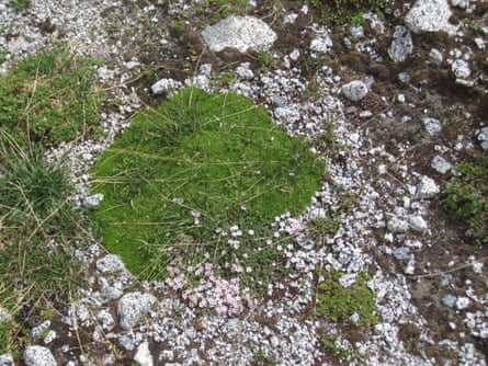 Silene acaulis, known as moss campion