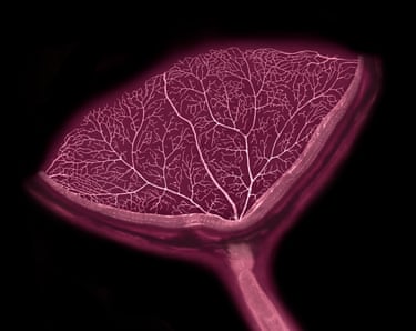 Cross-section of a mouse eye showing retinal blood vessels and the optic nerve