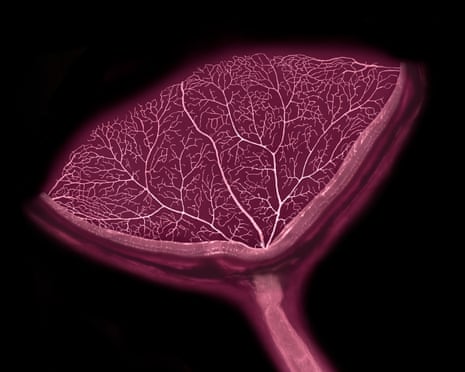 Cross-section of a mouse eye showing retinal blood vessels and the optic nerve