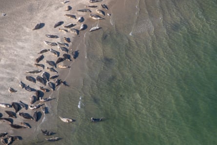 Aerial view of a grey seal colony on the sand at the Wadden Sea on the north-western coast of the Netherlands