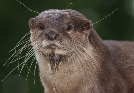 An otter