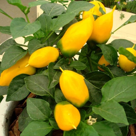 Marshalls Garden Pepper Seeds ‘Sweet Lemon Dream’