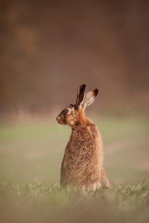 Brown hare in Winchester, England