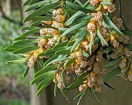 Pollen-producing cones on a St Brandon’s churchyard yew.