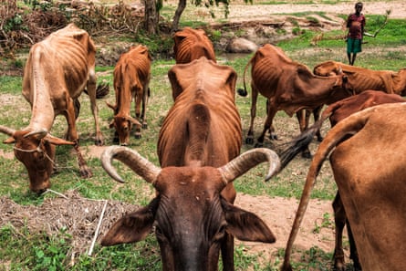 Emaciated cattle graze