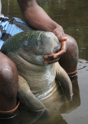 African manatees are classed as a vulnerable species and are on the IUCN Red List.