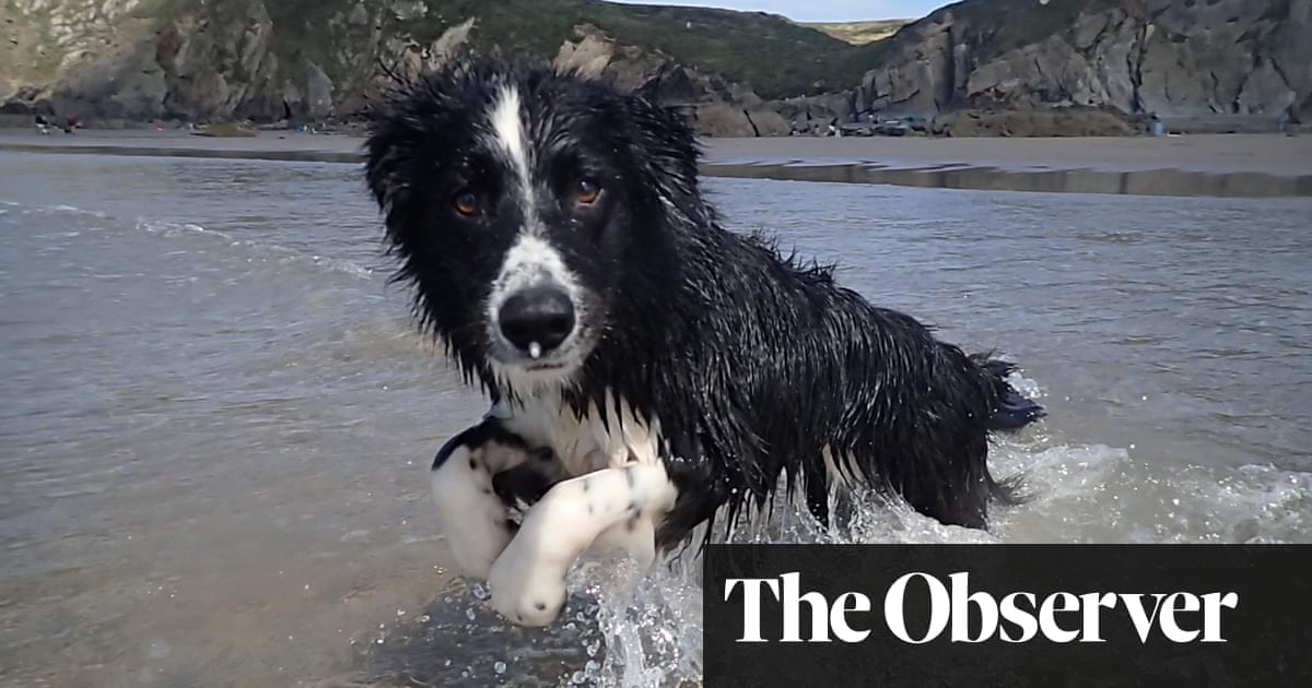 Sea, sand and dogs galore: the best British beaches to run free