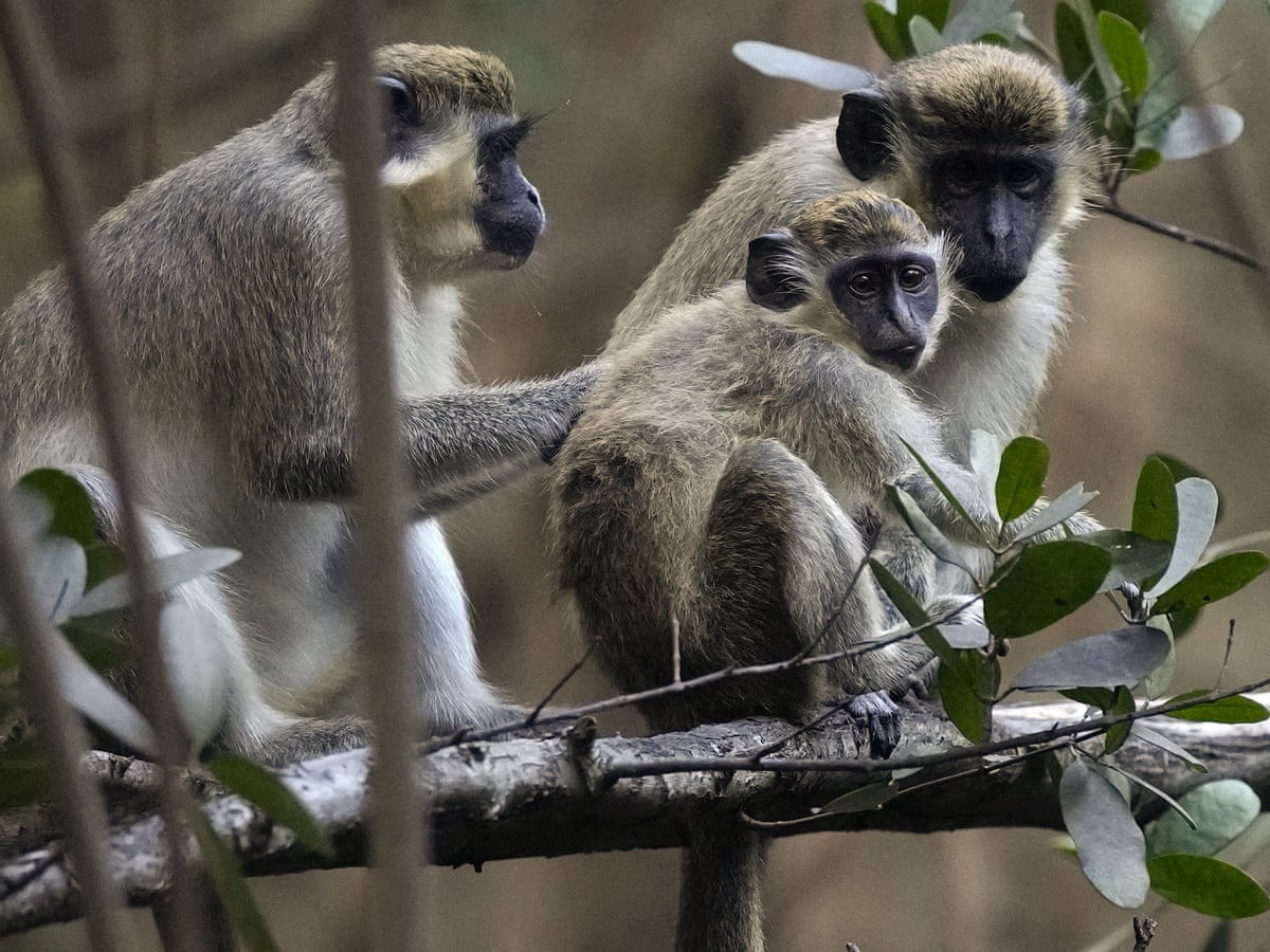 Sint Maarten approves plan to destroy entire population of vervet monkeys | Caribbean | The Guardian