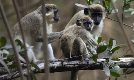 Sint Maarten plans to cull the entire population of vervet monkeys that live in the Dutch island territory.