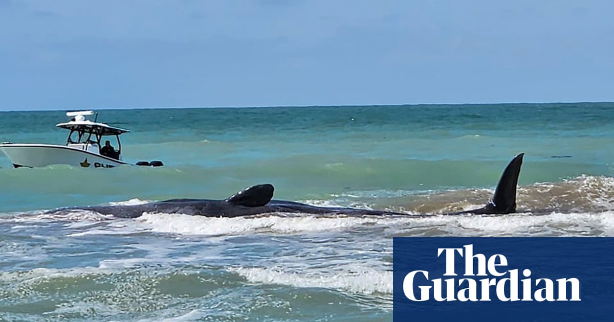 Sperm whale dies after being stranded on Florida beach | Whales