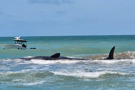 a whale half in the sea with a boat behind it