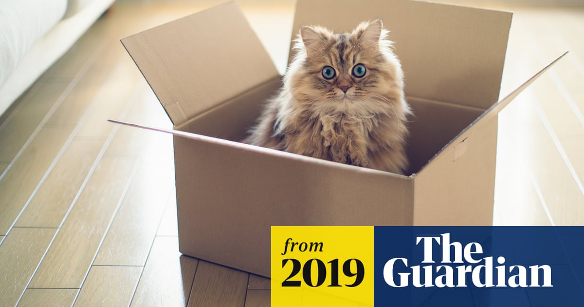 Schrödinger's cat could be saved, say scientists