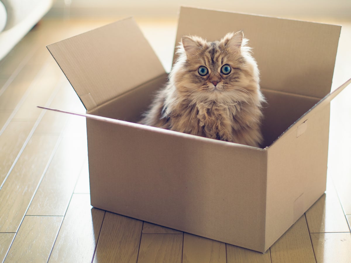 Schrodinger S Cat Could Be Saved Say Scientists Science The