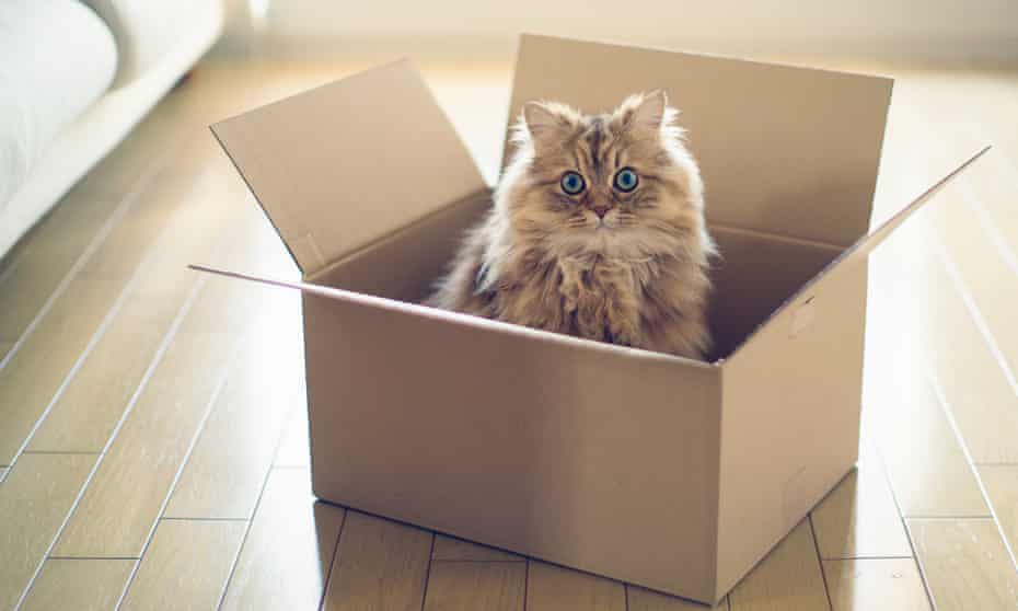 In Schrödinger’s 1935 thought experiment, a cat found itself in a closed box with a small radioactive source, a Geiger counter, a hammer and a small bottle of poison.