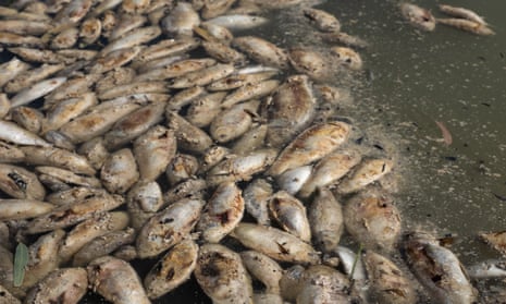 Rotting fish carcasses on the surface of murky water