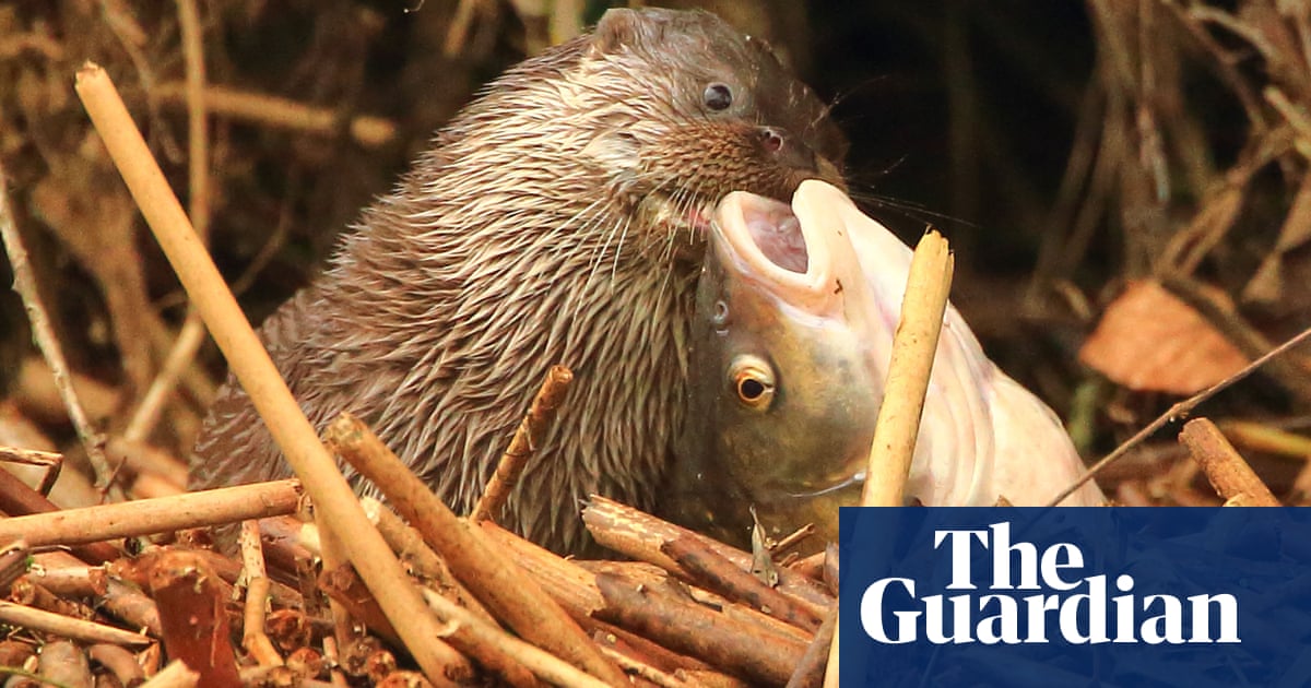 Mammal Society photographer of the year 2016 - winners in pictures