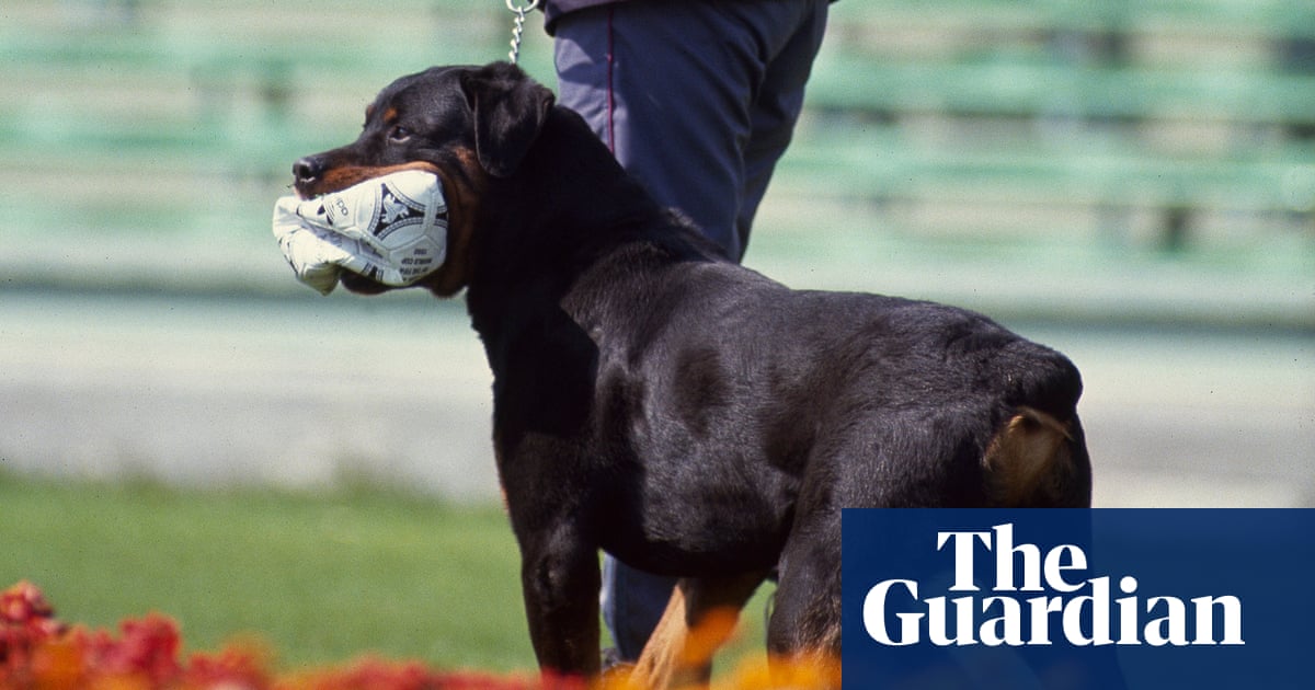 Buy a classic sport photograph: dog bites ball