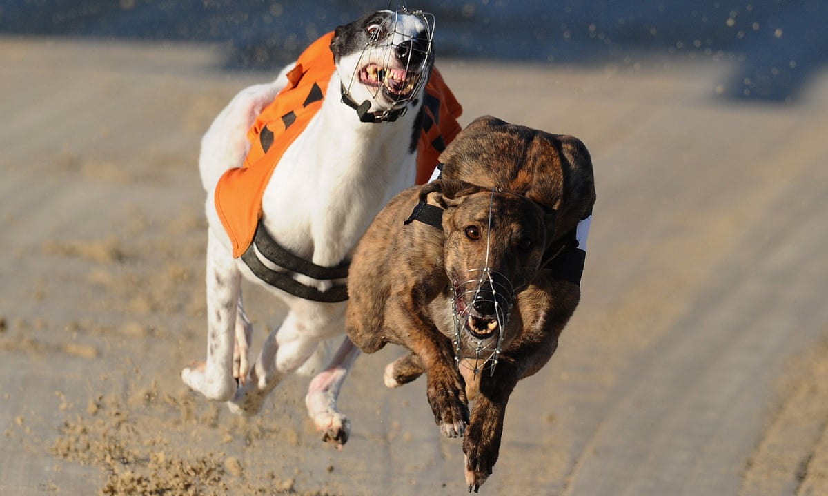 4 master australia jobs trainer Greyhound avoids dogs to 250km have vets, drives 4 master australia jobs trainer Greyhound avoids dogs to 250km have vets, drives