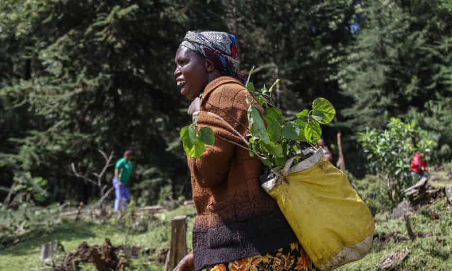 A reforestation project in Kenya's Nakuru County