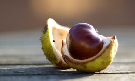Conkers … contain natural detergent.
