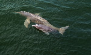 A new species of pink river dolphin, Inia araguaiaensis, was discovered in 2014, thanks to the analysis of carcasses found in the Araguaia river basin in Brazil. Analyses of the skull bones distinguish it from the Amazon river dolphin and the Bolivian river dolphin and indicate it must have parted from the populations of the Amazon basin some 2.8m years ago. The new species is estimated to have a population of about 1,000 with low levels of genetic diversity. Potential threats include the construction of hydroelectric dams, and industrial, agricultural and cattle ranching activities.