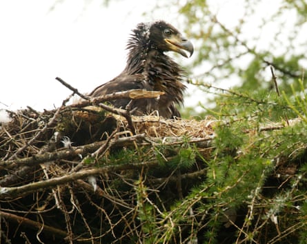 A fluffy brown chick sits in a nest.