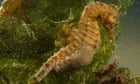 Conservation push yields results for UK sea life but challenges remain