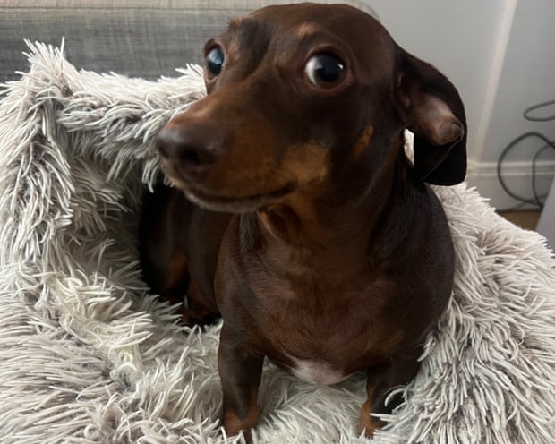 Willow, the official dog of the Guardian Thursday quiz