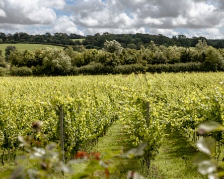 Oastbrook Estate Vineyard Robertsbridge, Sussex