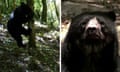 A Bolivian conservation programme has identified at least 60 'Paddington' bears in areas where they had not been spotted before