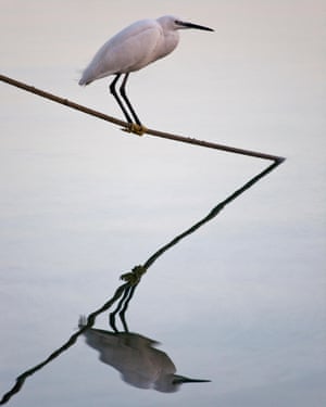 Little Egret (Egretta Garzetta), Majorca, Spain,