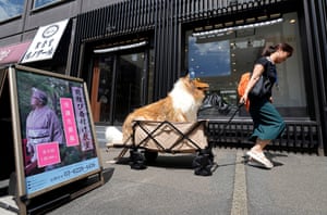 Toco Collie Japanese man lives dog’s life in long-haired collie suit – in pictures ...