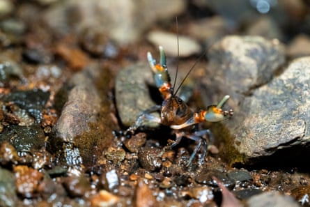 Spiny crayfish