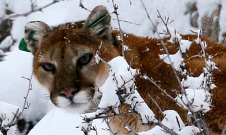 mountain lion looks over snowy branches