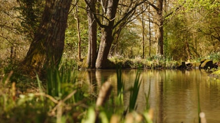A large pond amid woodland